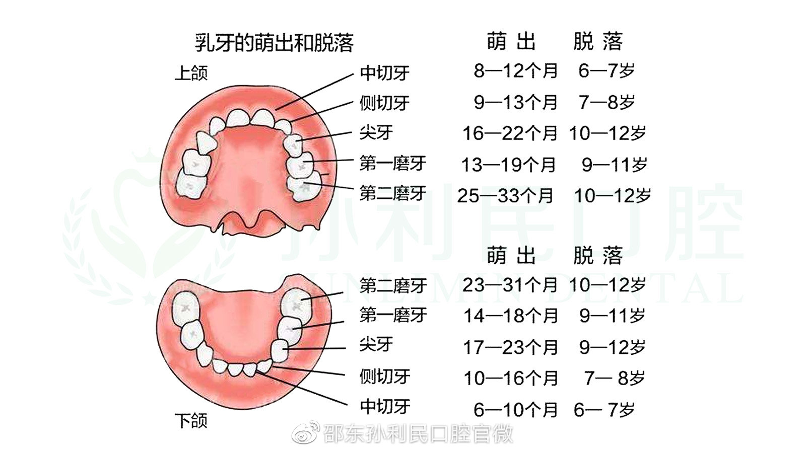 儿童乳牙生长顺序